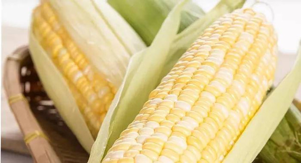 水果玉米是转基因吗？