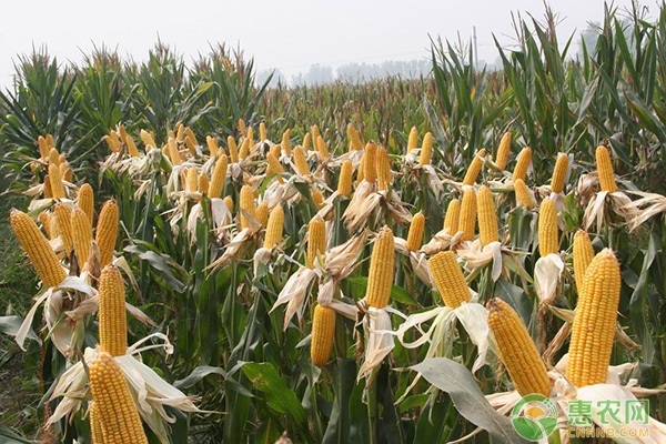 2022河南干玉米价格多少钱一斤？